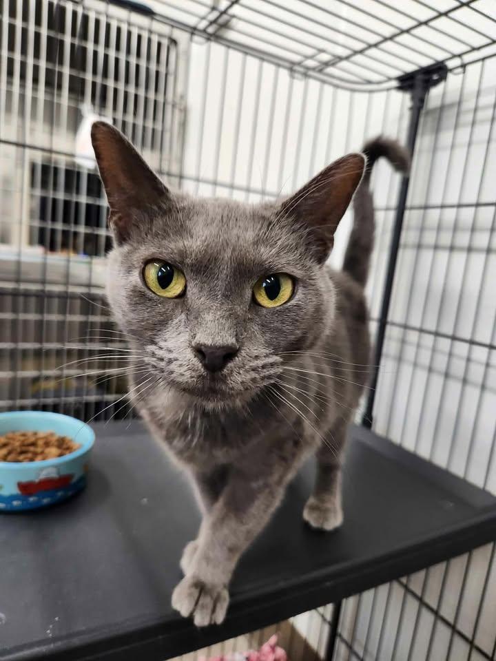 Enlarge Ophelia, a Adoptable Domestic Short Hair in Winthrop, ME image 1/2
