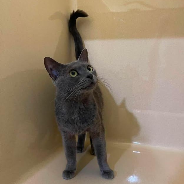Enlarge Ophelia, a Adoptable Domestic Short Hair in Winthrop, ME image 2/2