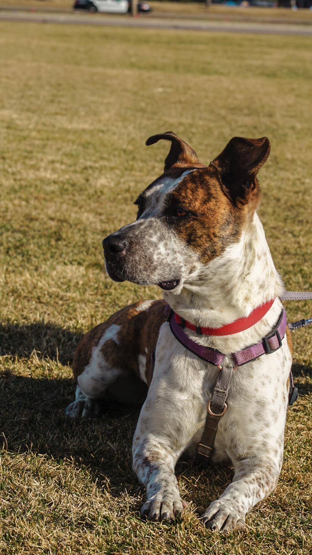 Stix  Sponsored Adoption Fee, Adoptable, Adult Male Cattle Dog & Australian Cattle Dog / Blue Heeler.