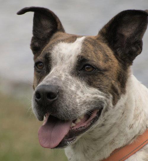 Enlarge Stix  Sponsored Adoption Fee, a Adoptable mixed breed in Evergreen, CO image 2/3