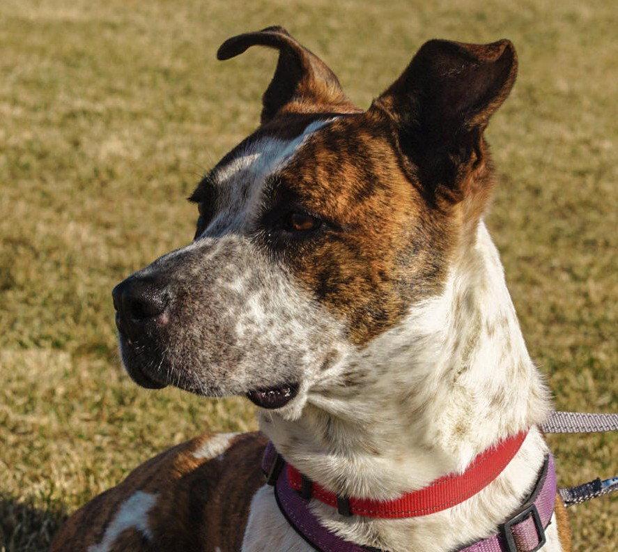 Enlarge Stix  Sponsored Adoption Fee, a Adoptable mixed breed in Evergreen, CO image 1/3