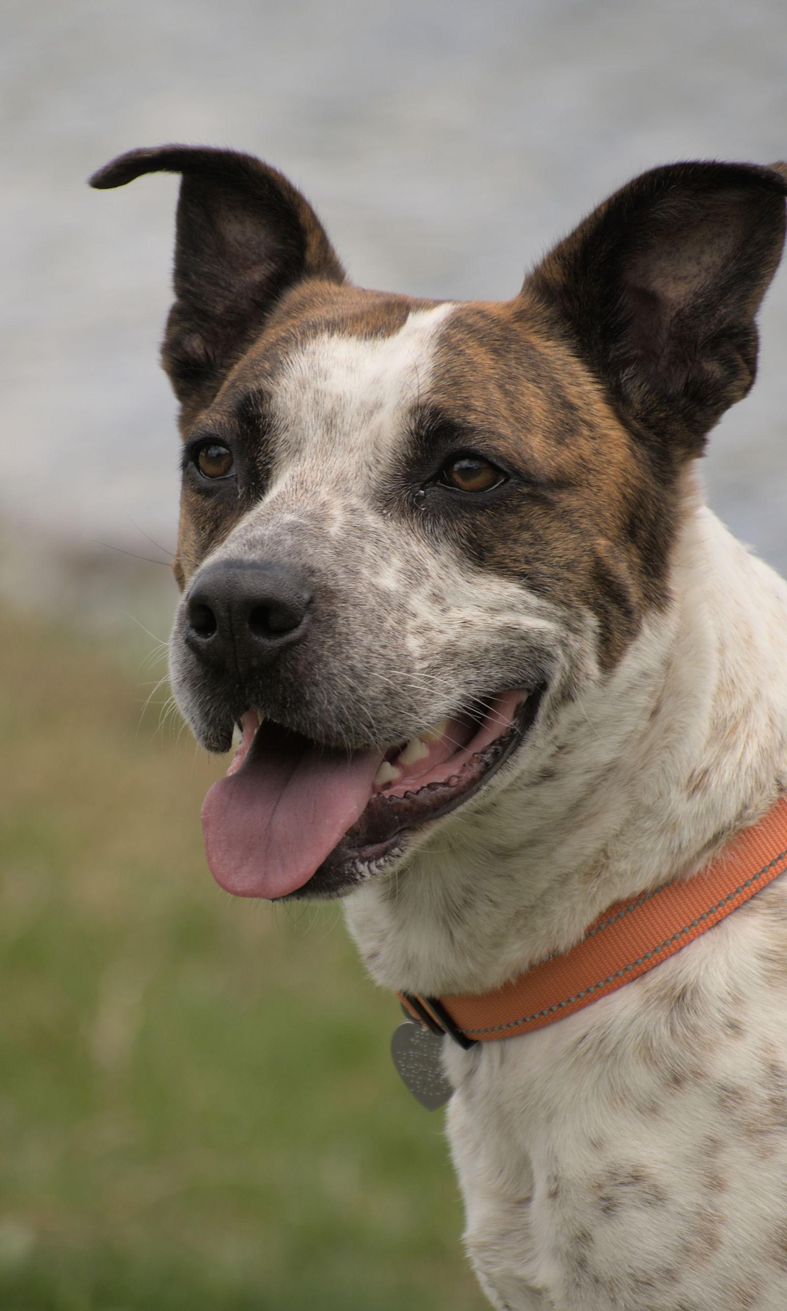 Enlarge Stix  Sponsored Adoption Fee, a Adoptable mixed breed in Evergreen, CO image 3/3