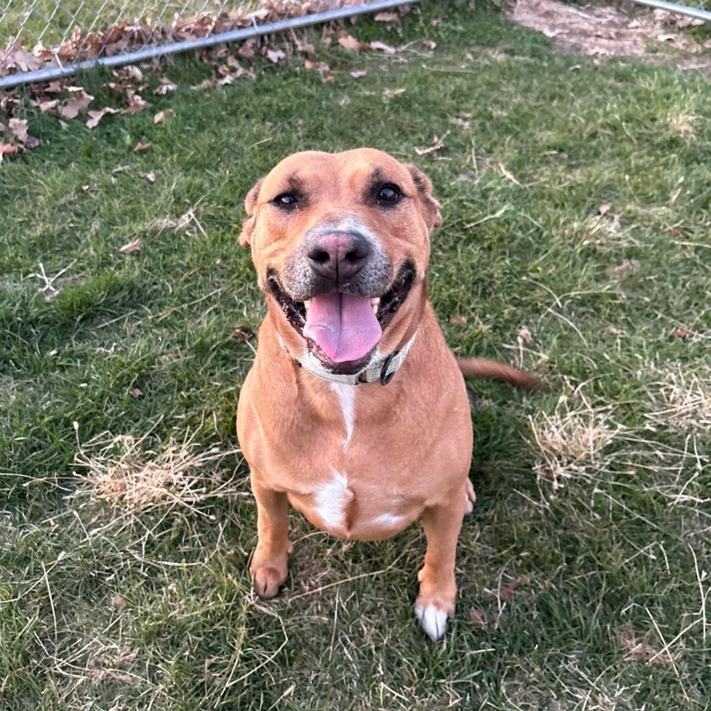 Butterbean, Adoptable, Adult Female Mixed Breed.
