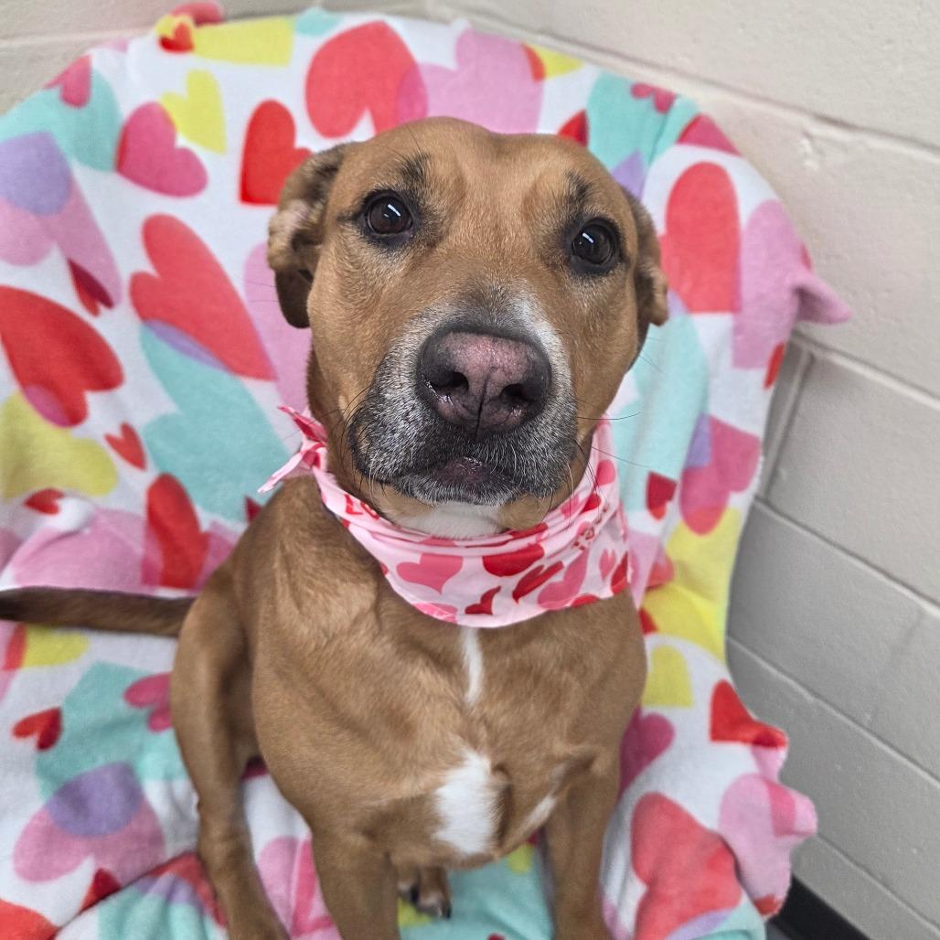 Enlarge Butterbean, a Adoptable Mixed Breed in Pontiac, IL image 2/6