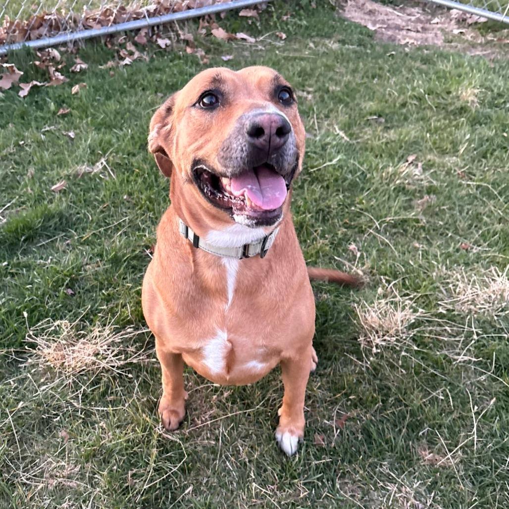 Enlarge Butterbean, a Adoptable Mixed Breed in Pontiac, IL image 3/6