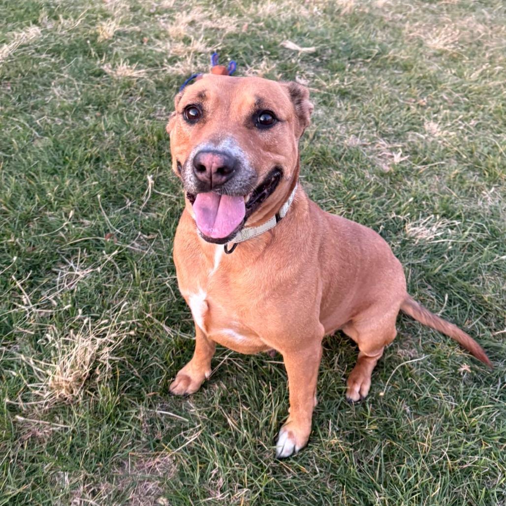 Butterbean, Adoptable, Adult Female Mixed Breed.