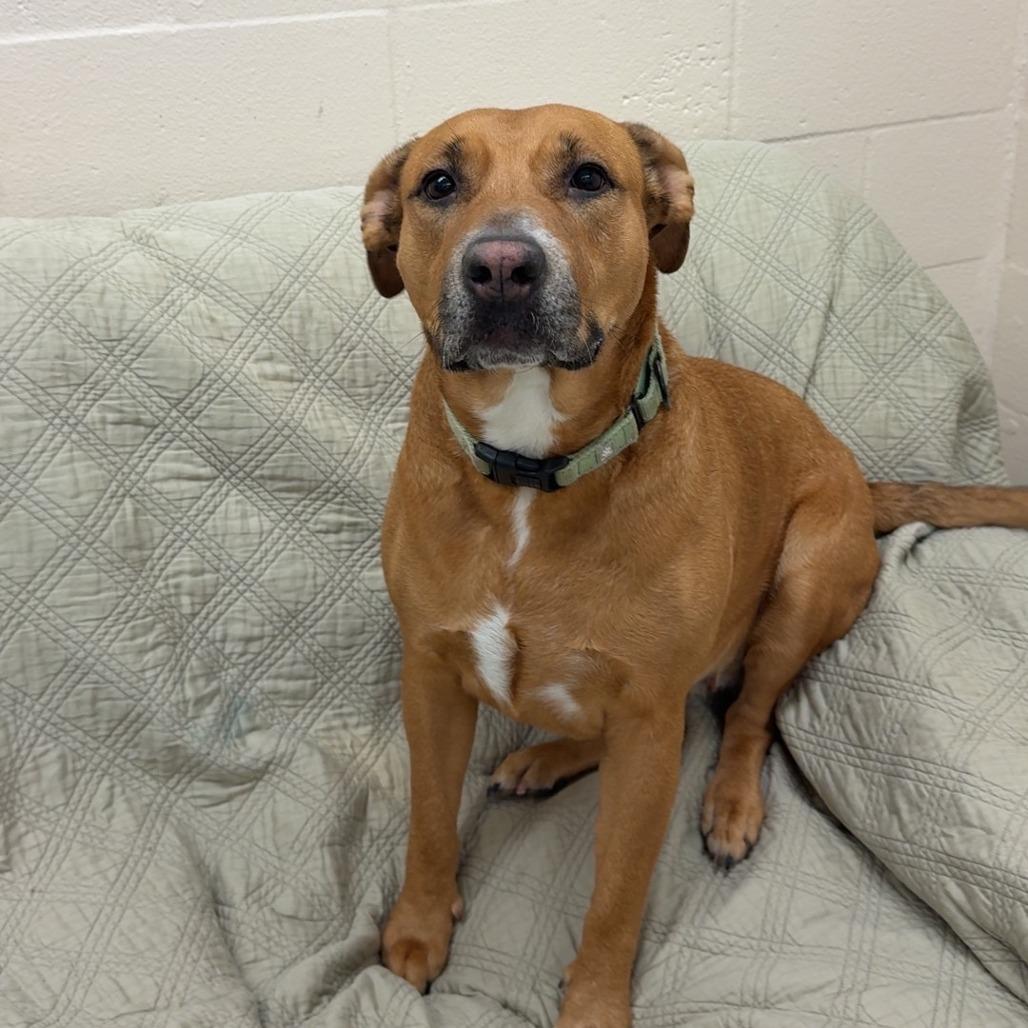 Enlarge Butterbean, a Adoptable Mixed Breed in Pontiac, IL image 4/6