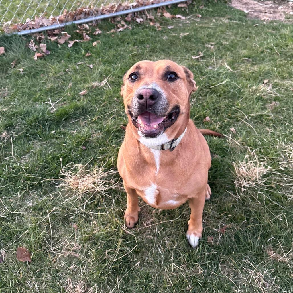 Enlarge Butterbean, a Adoptable Mixed Breed in Pontiac, IL image 2/6