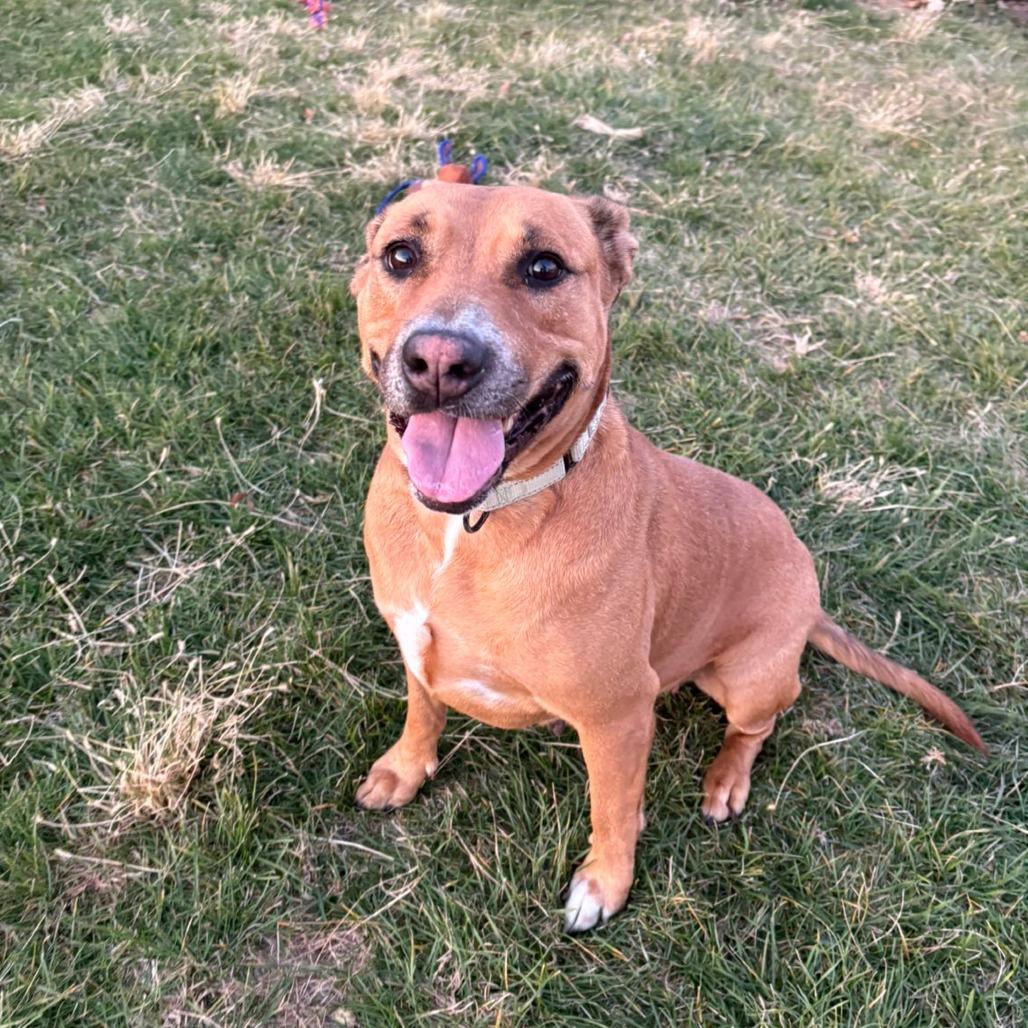Enlarge Butterbean, a Adoptable Mixed Breed in Pontiac, IL image 4/6