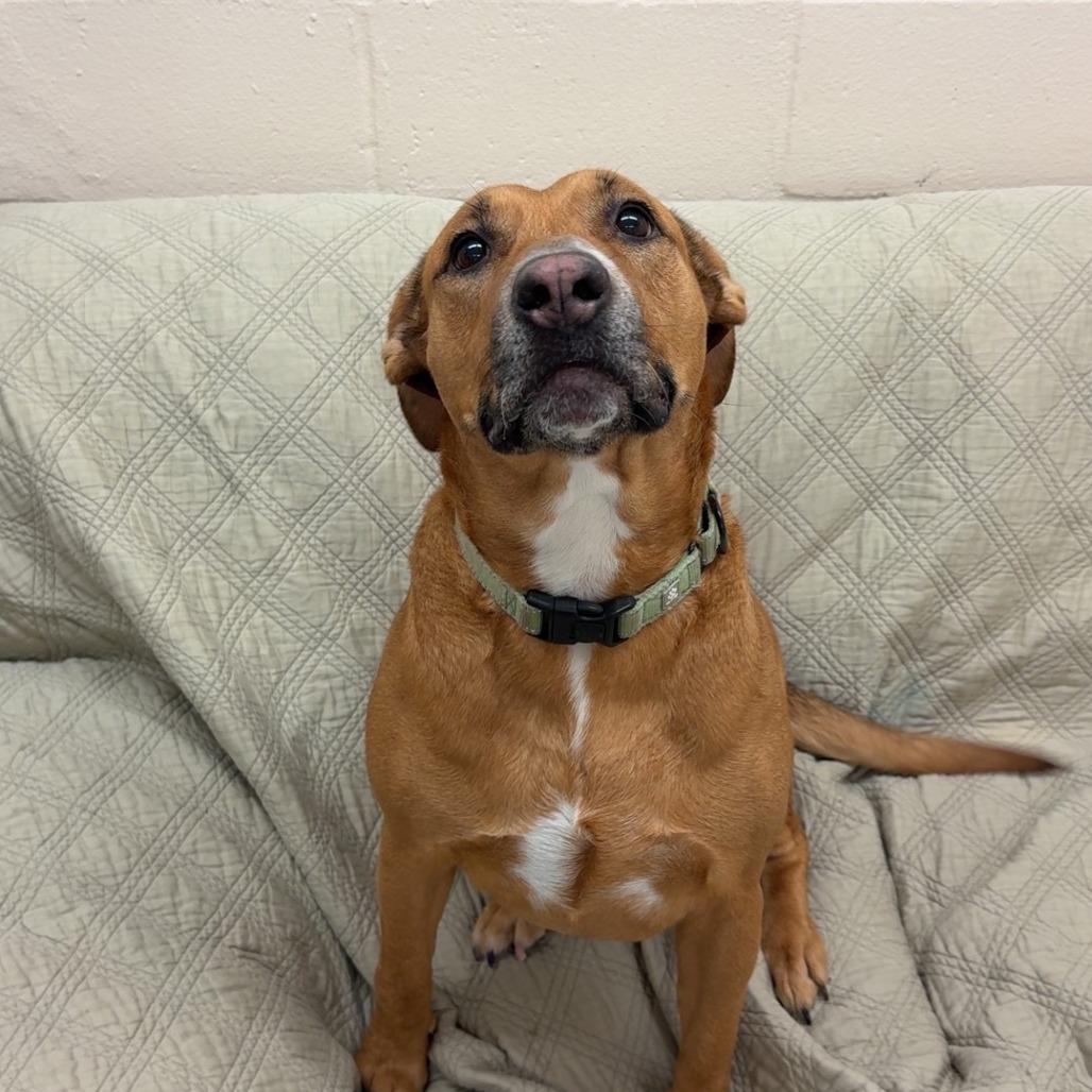 Enlarge Butterbean, a Adoptable Mixed Breed in Pontiac, IL image 5/6