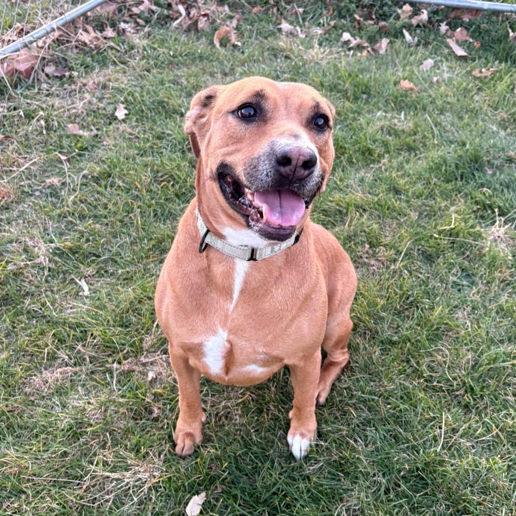 Enlarge Butterbean, a Adoptable Mixed Breed in Pontiac, IL image 3/6