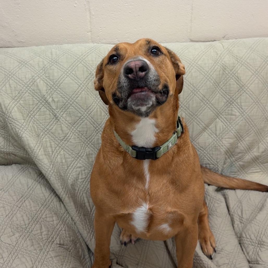 Enlarge Butterbean, a Adoptable Mixed Breed in Pontiac, IL image 6/6