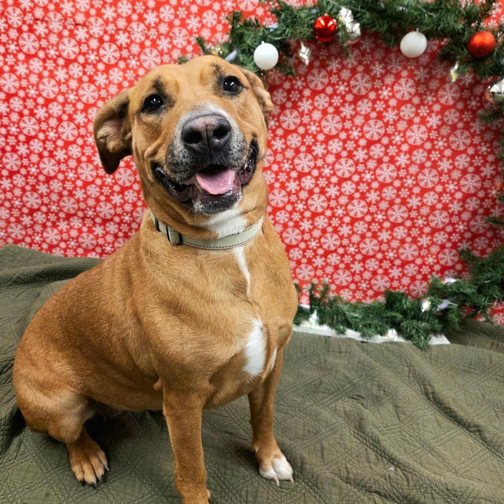 Enlarge Butterbean, a Adoptable Mixed Breed in Pontiac, IL image 5/6