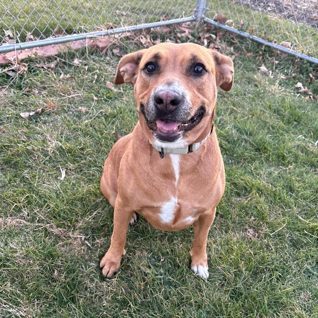 Enlarge Butterbean, a Adoptable Mixed Breed in Pontiac, IL image 6/6