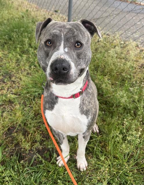 ZUKO, Adoptable, Adult Male Pit Bull Terrier.
