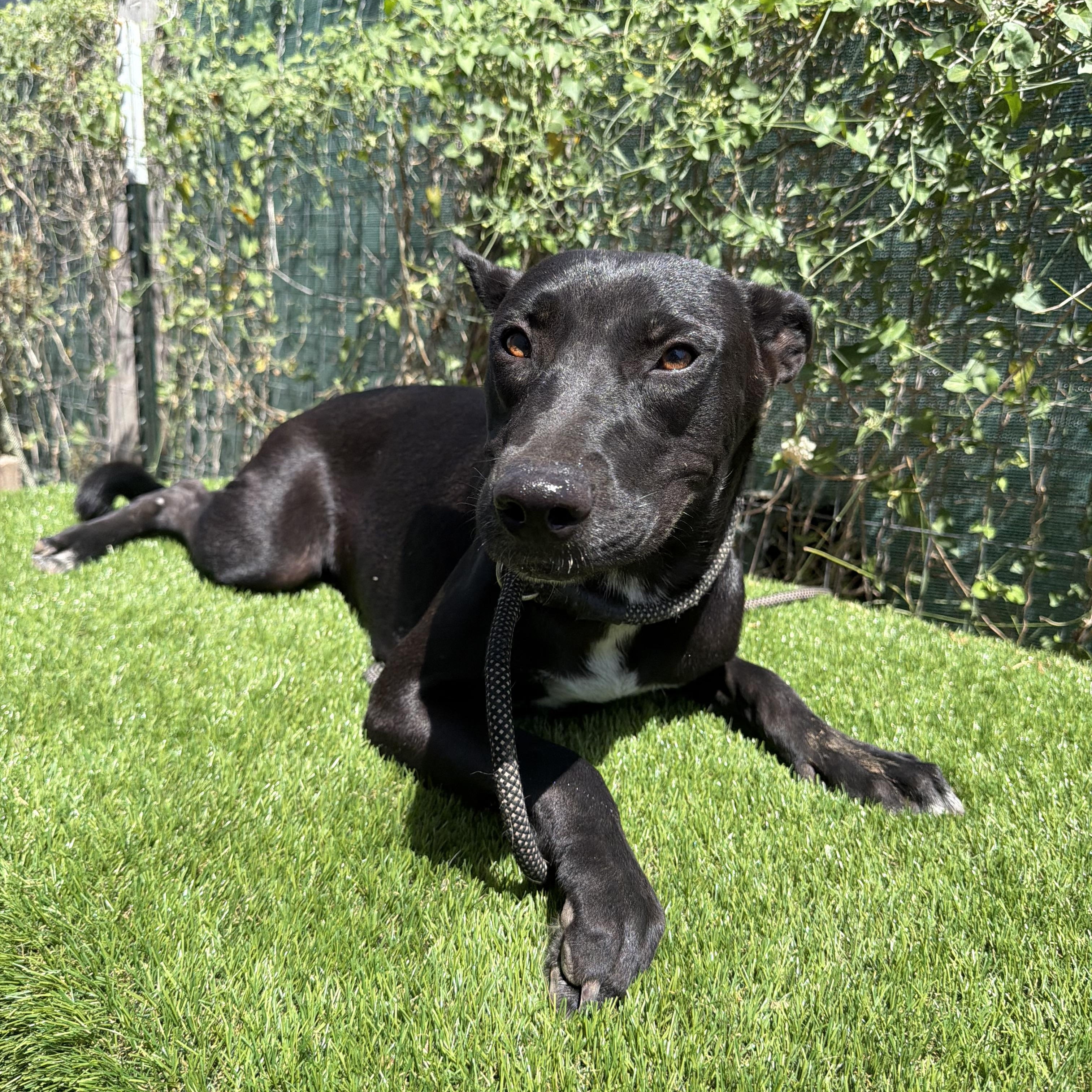 Enlarge Petra, a Adoptable mixed breed in Scarsdale, NY image 4/6