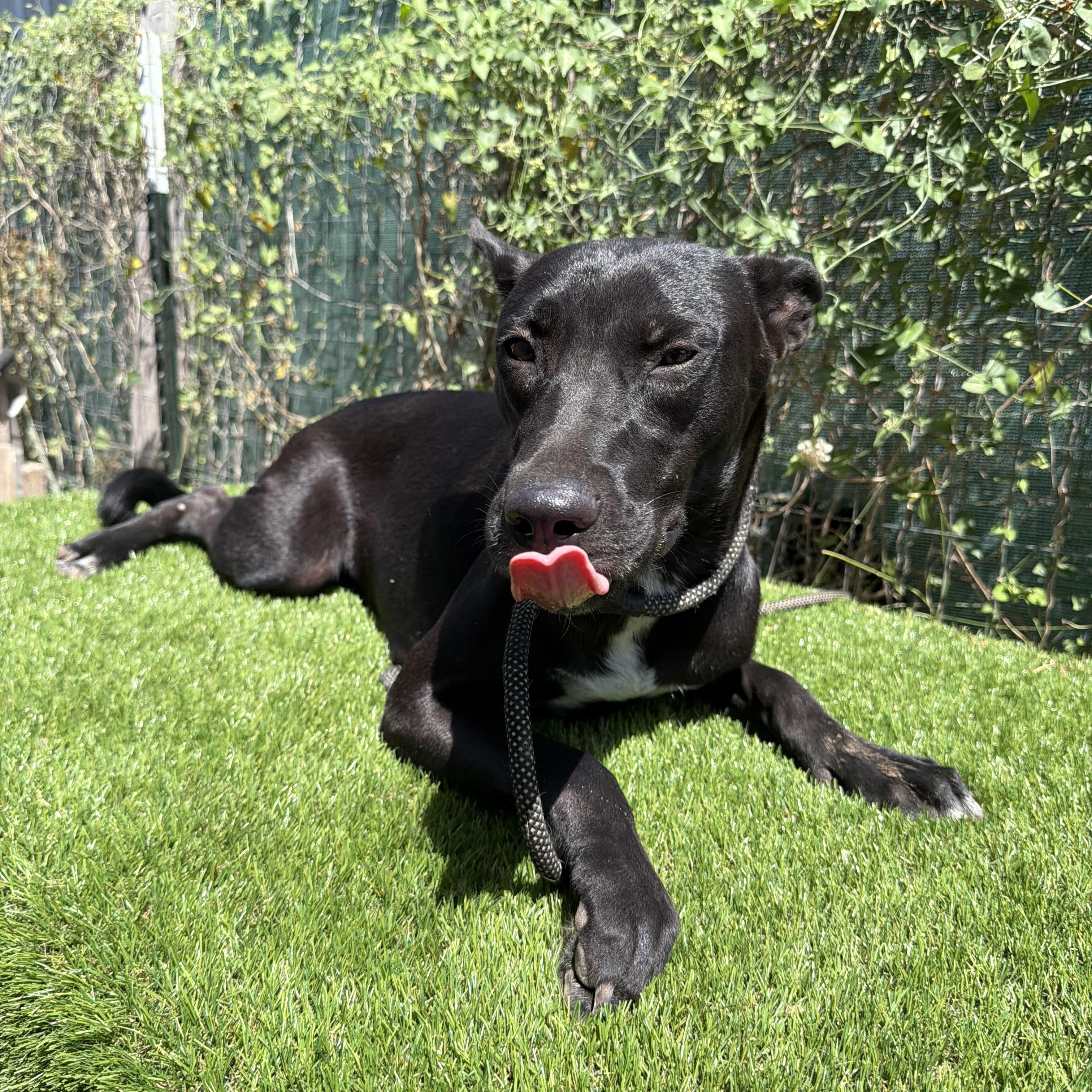 Enlarge Petra, a Adoptable mixed breed in Scarsdale, NY image 5/6