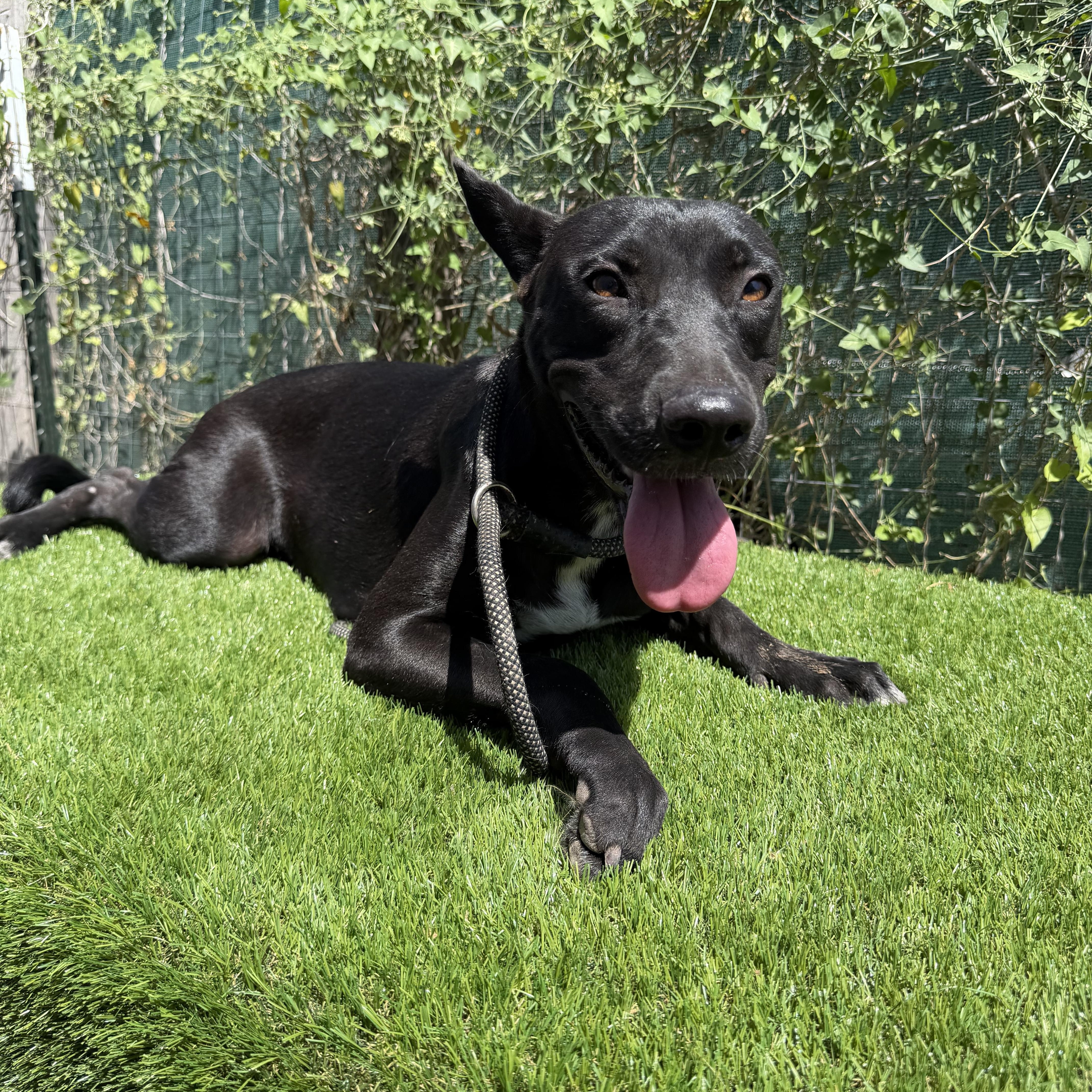 Petra, Adoptable, Young Female Black Labrador Retriever.