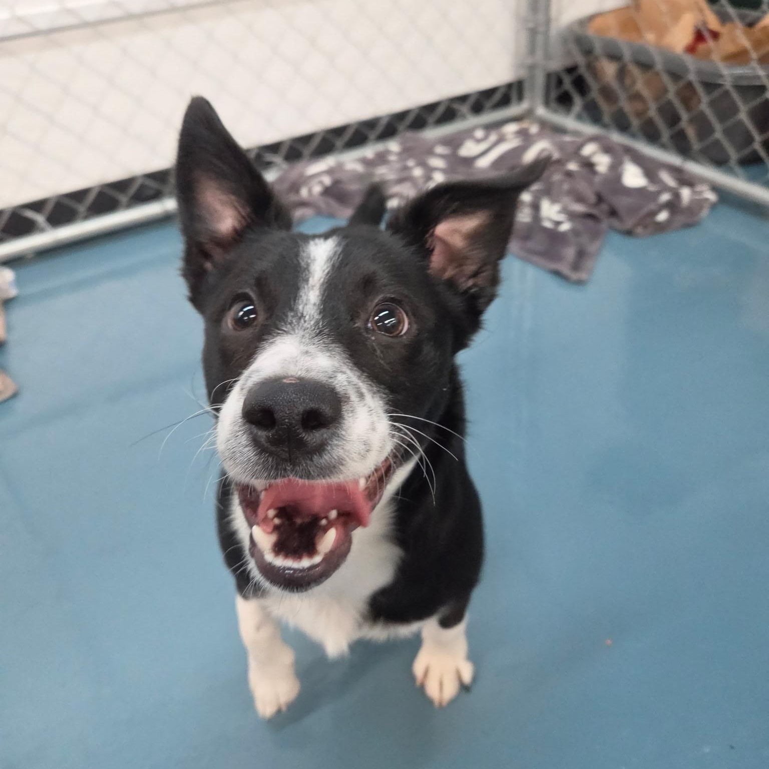 Enlarge Freckles, a Adoptable mixed breed in Crystal Lake, IL image 1/6