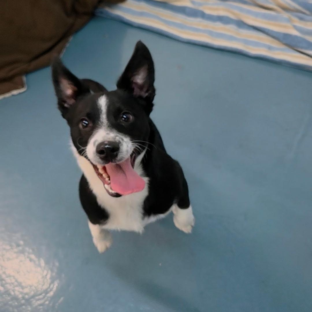 Enlarge Freckles, a Adoptable mixed breed in Crystal Lake, IL image 6/6