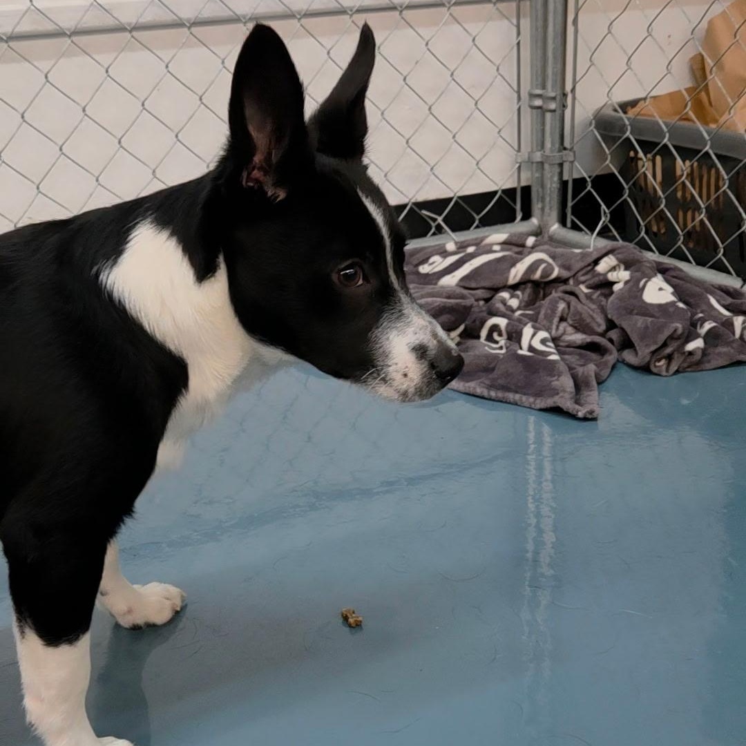 Enlarge Freckles, a Adoptable mixed breed in Crystal Lake, IL image 2/6