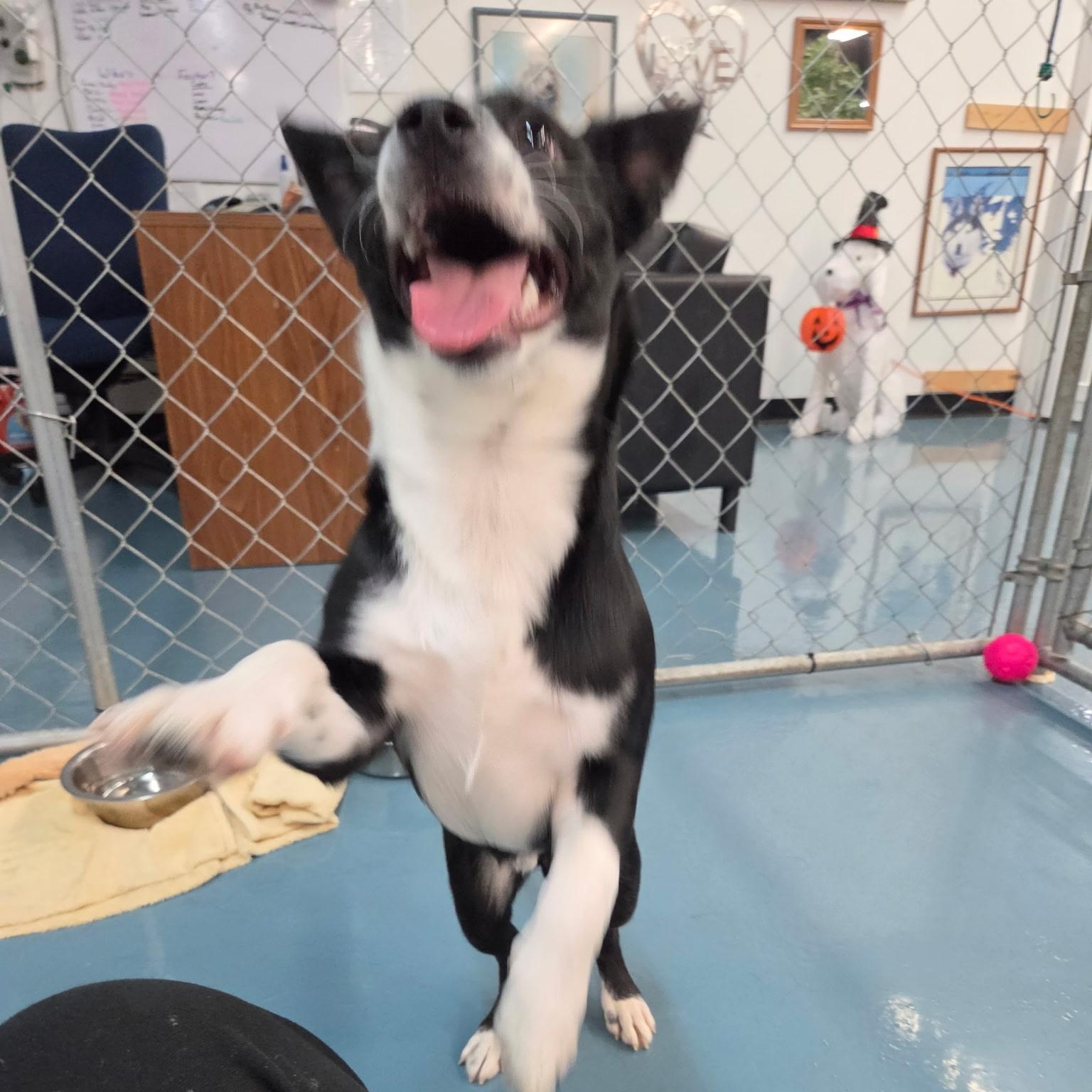 Enlarge Freckles, a Adoptable mixed breed in Crystal Lake, IL image 3/6
