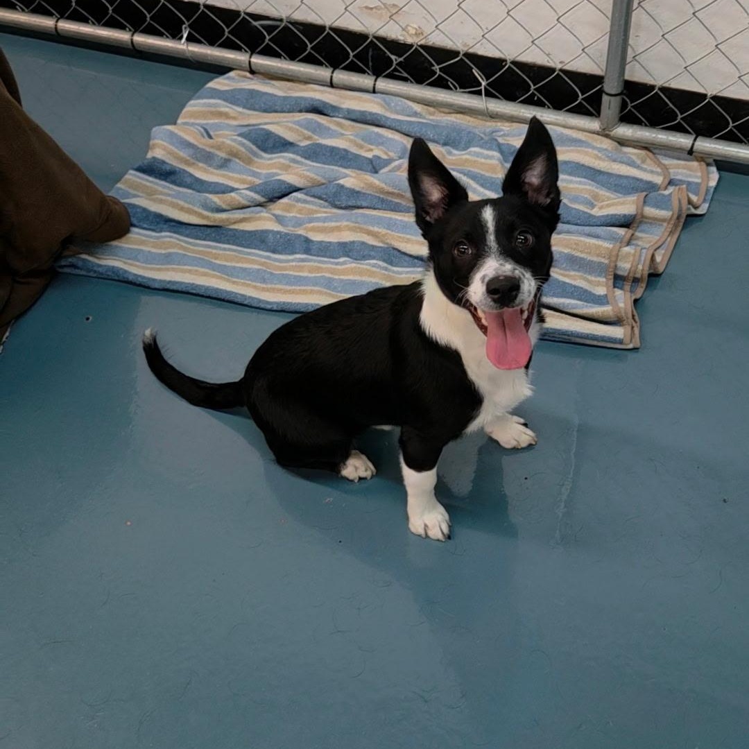 Enlarge Freckles, a Adoptable mixed breed in Crystal Lake, IL image 5/6