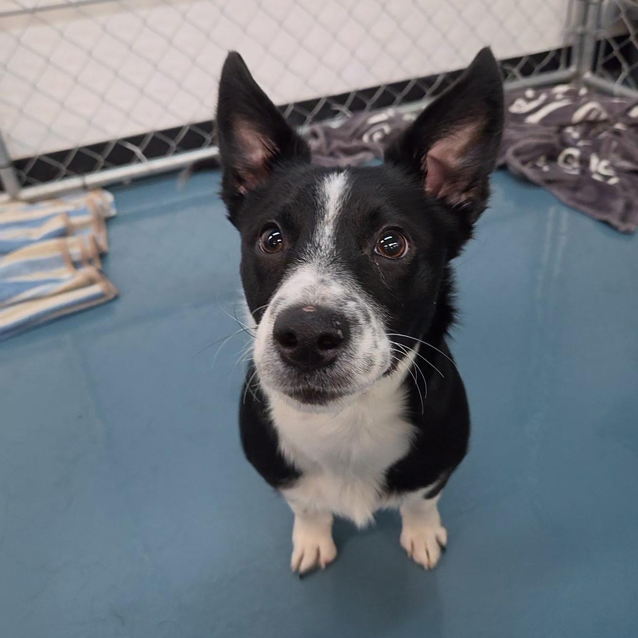 Enlarge Freckles, a Adoptable mixed breed in Crystal Lake, IL image 4/6