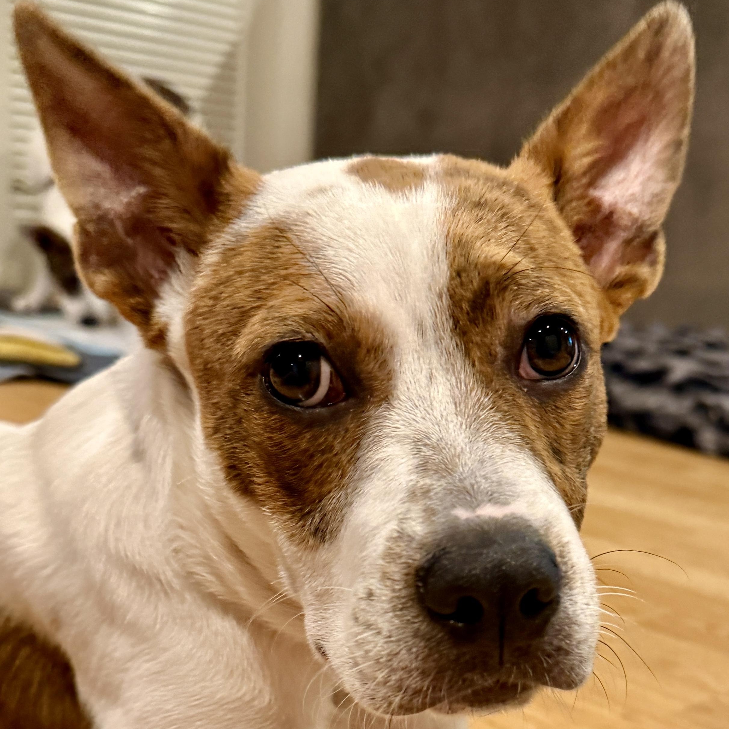 Enlarge Reese, a Adoptable mixed breed in Westlake Village, CA image 1/6