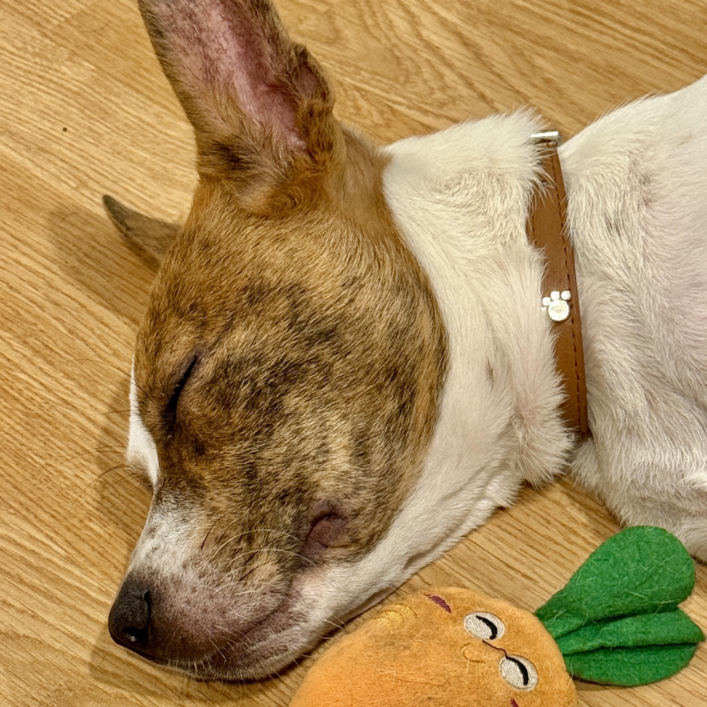 Enlarge Reese, a Adoptable mixed breed in Westlake Village, CA image 6/6