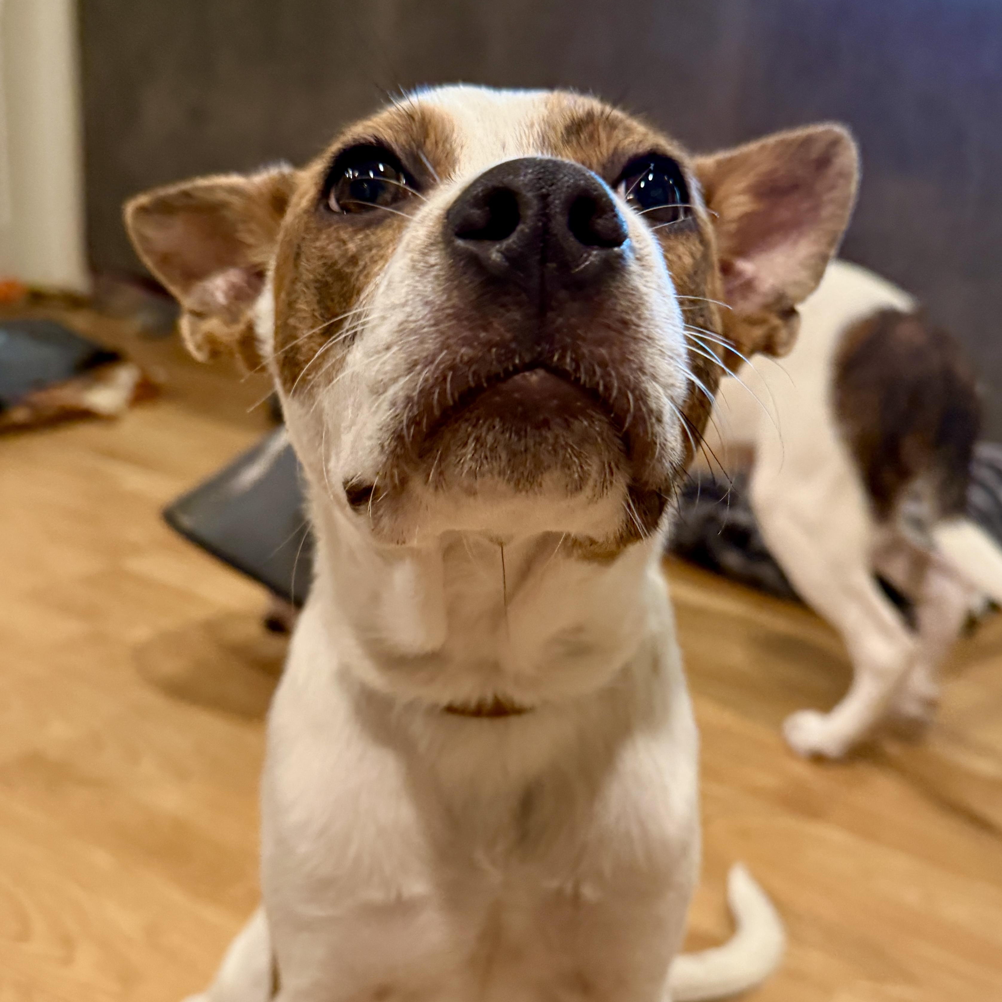 Enlarge Reese, a Adoptable mixed breed in Westlake Village, CA image 2/6