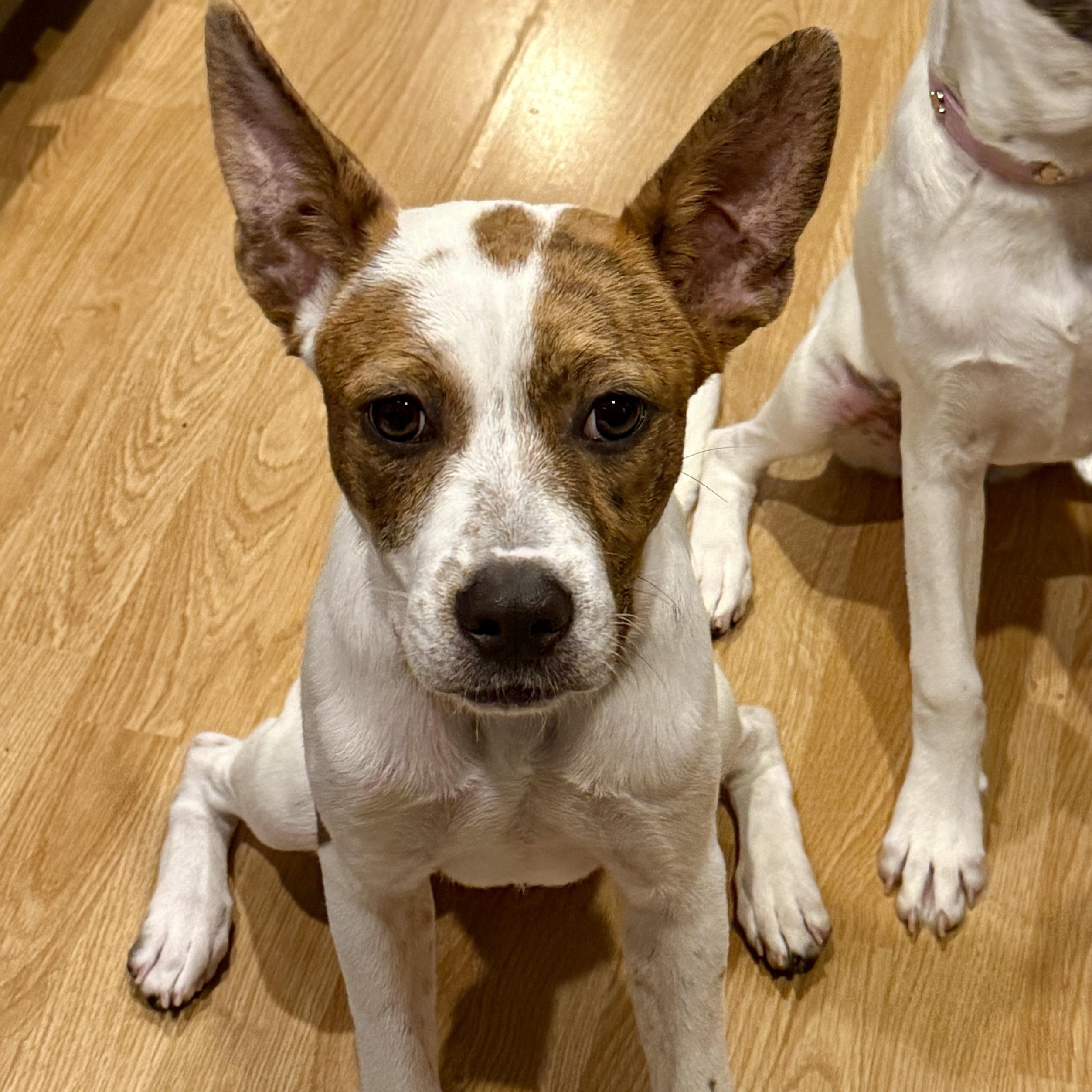 Enlarge Reese, a Adoptable mixed breed in Westlake Village, CA image 3/6