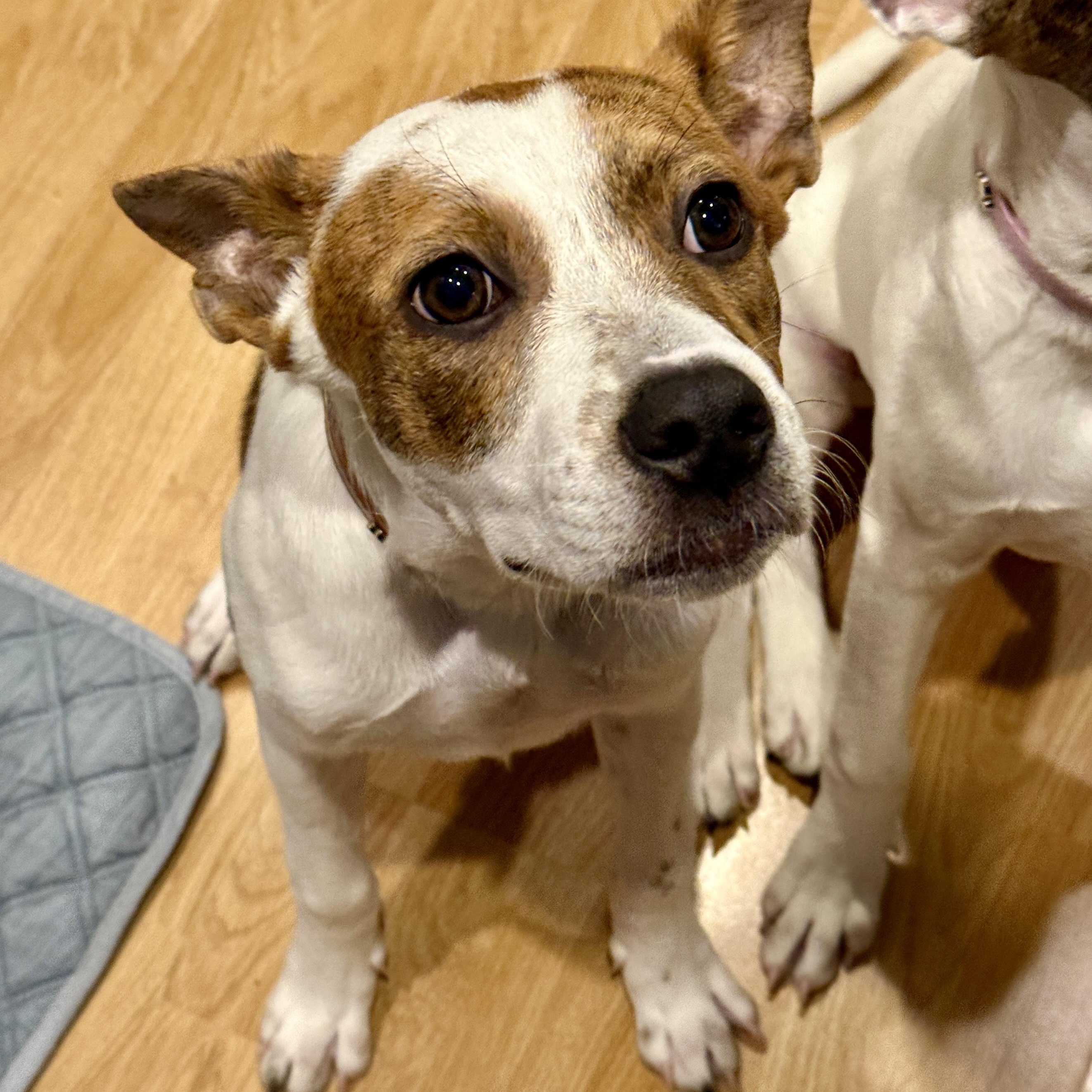 Enlarge Reese, a Adoptable mixed breed in Westlake Village, CA image 5/6