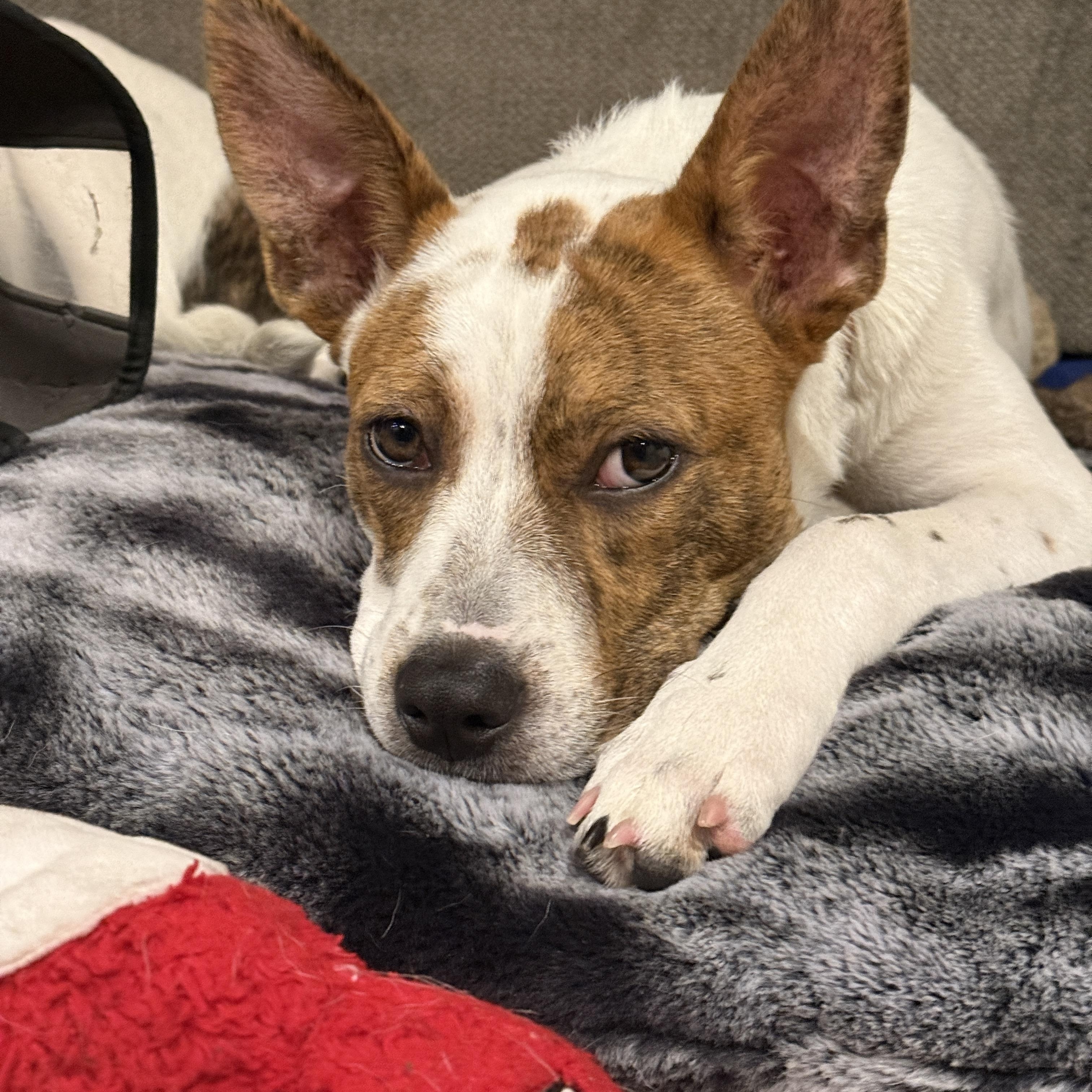 Enlarge Reese, a Adoptable mixed breed in Westlake Village, CA image 4/6