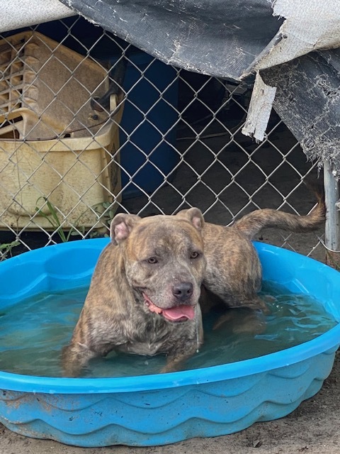 Gunner, Adoptable, Adult Male Pit Bull Terrier.