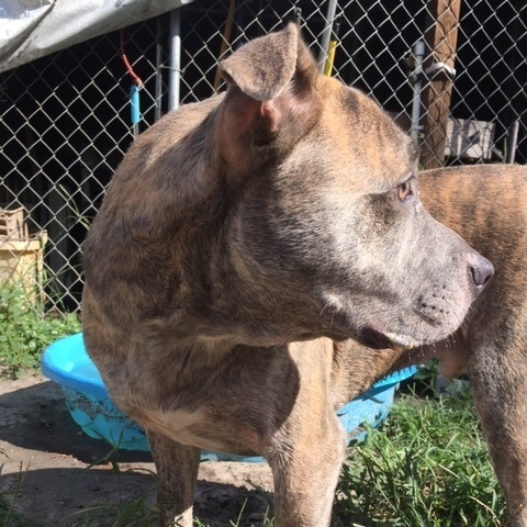 Enlarge Gunner, a Adoptable mixed breed in Jacksonville, FL image 2/6