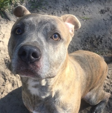 Enlarge Gunner, a Adoptable mixed breed in Jacksonville, FL image 3/6