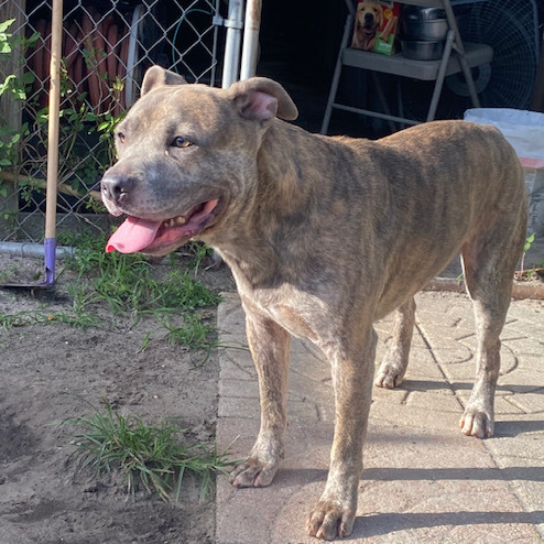 Enlarge Gunner, a Adoptable mixed breed in Jacksonville, FL image 5/6
