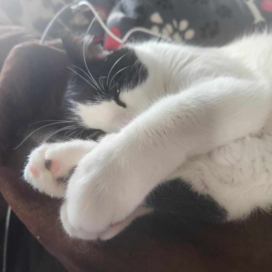 Enlarge Turbo, a Adoptable Domestic Short Hair in Oak Grove, MN image 1/3