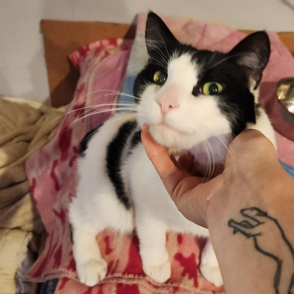 Enlarge Turbo, a Adoptable Domestic Short Hair in Oak Grove, MN image 2/3