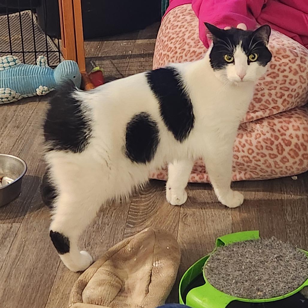 Enlarge Turbo, a Adoptable Domestic Short Hair in Oak Grove, MN image 3/3