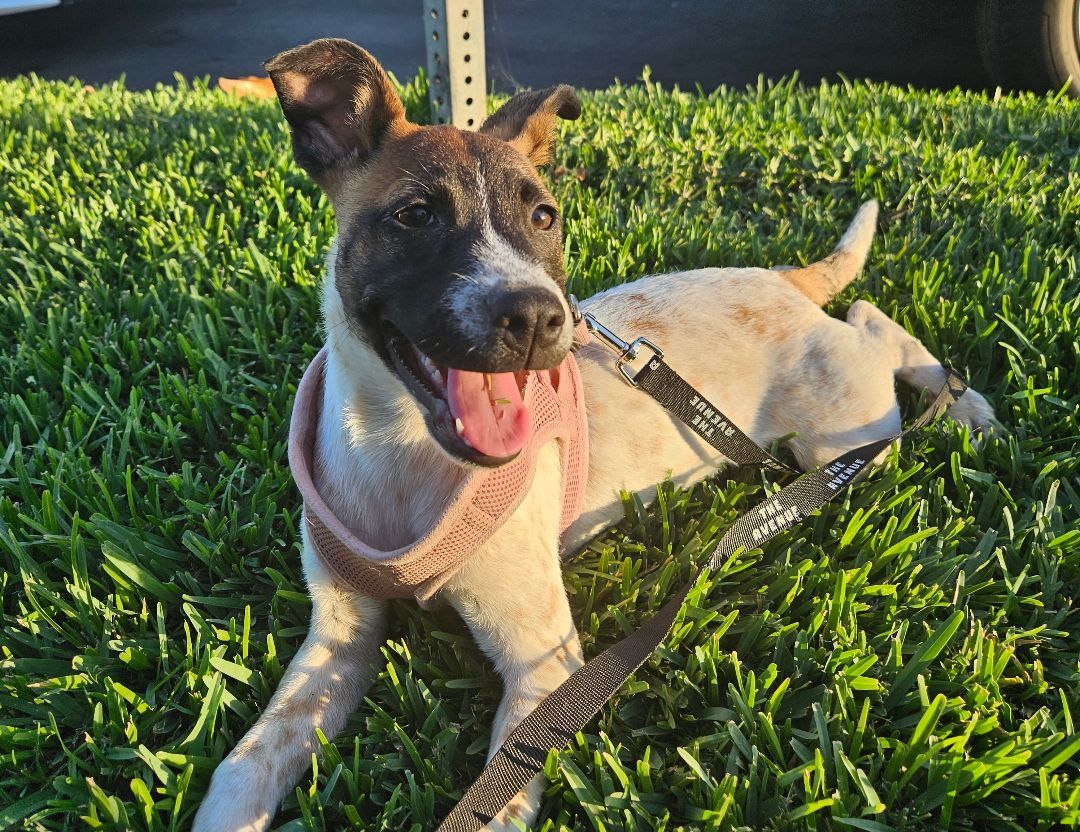 Lea, Adoptable, Adult Female Australian Cattle Dog / Blue Heeler.