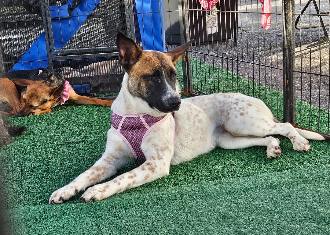 Enlarge Lea, a Adoptable mixed breed in Los Angeles, CA image 2/11