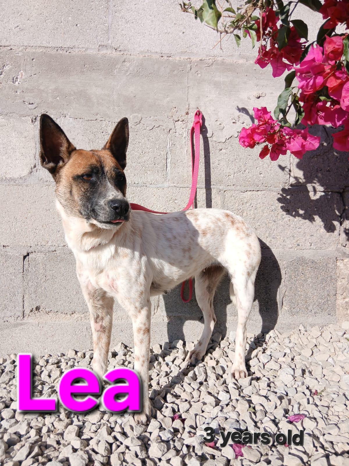 Enlarge Lea, a Adoptable mixed breed in Los Angeles, CA image 5/5