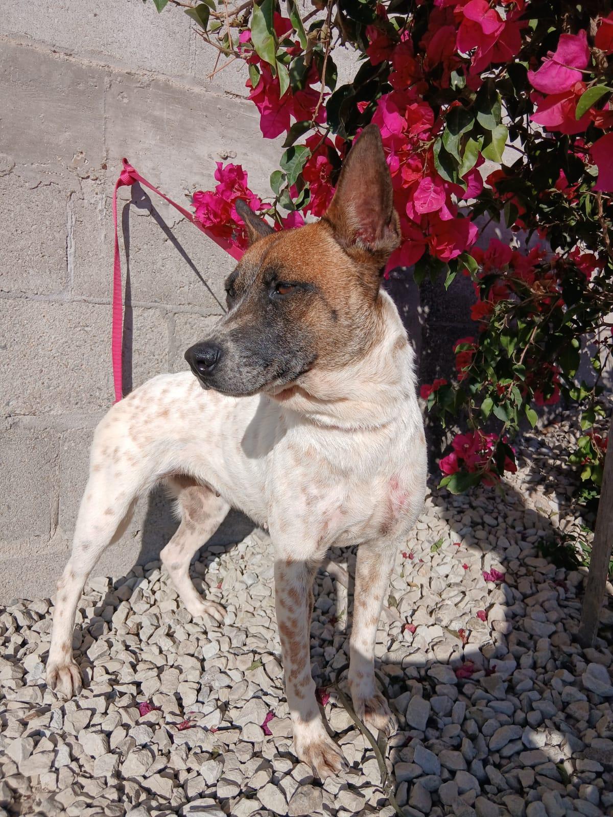 Enlarge Lea, a Adoptable mixed breed in Los Angeles, CA image 3/5