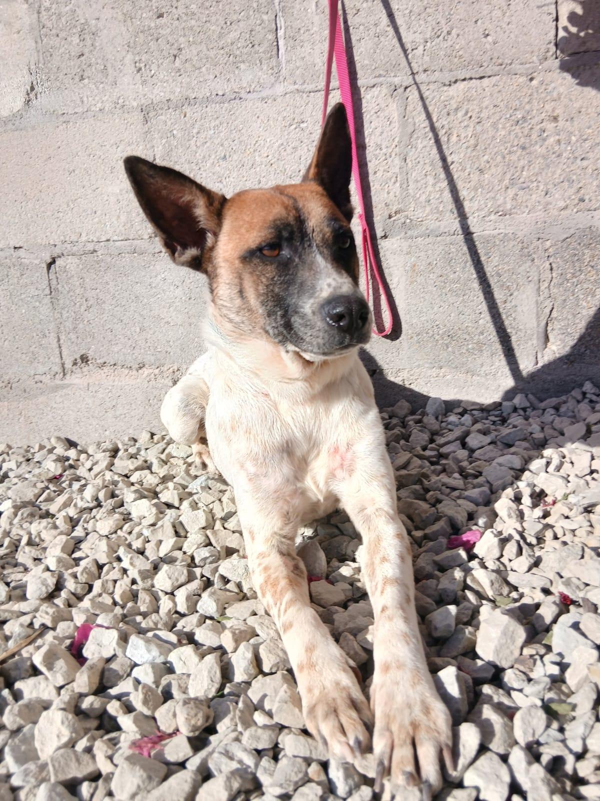 Lea, Adoptable, Adult Female Australian Cattle Dog / Blue Heeler.