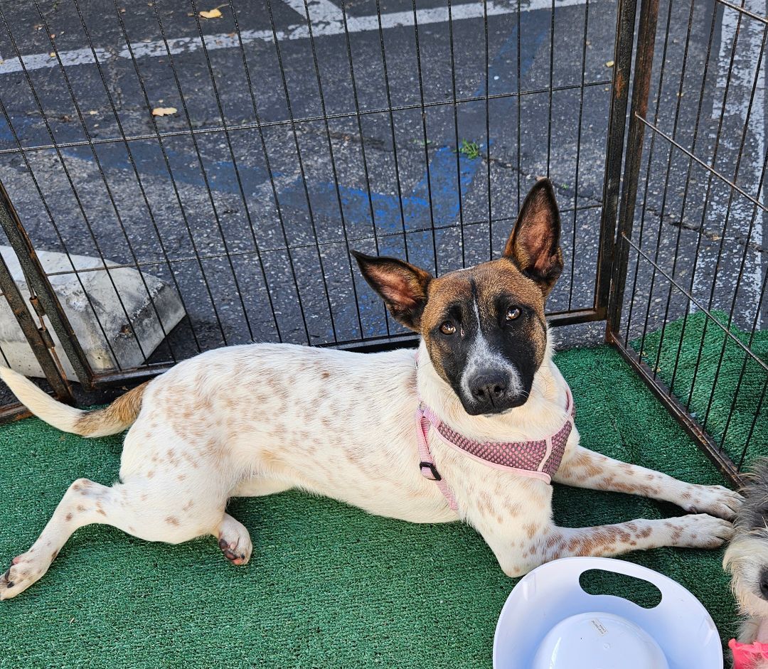 Enlarge Lea, a Adoptable mixed breed in Los Angeles, CA image 3/11