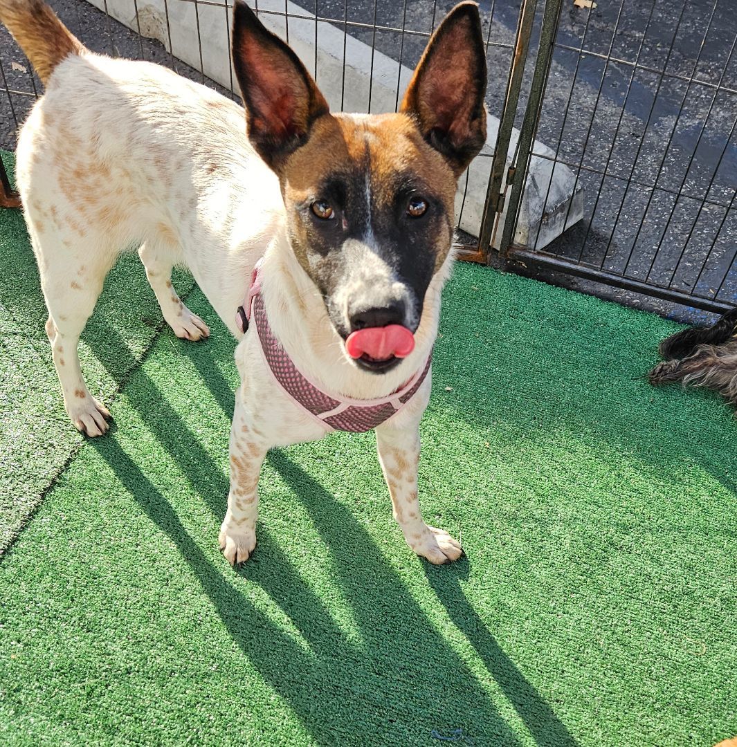 Enlarge Lea, a Adoptable mixed breed in Los Angeles, CA image 4/11