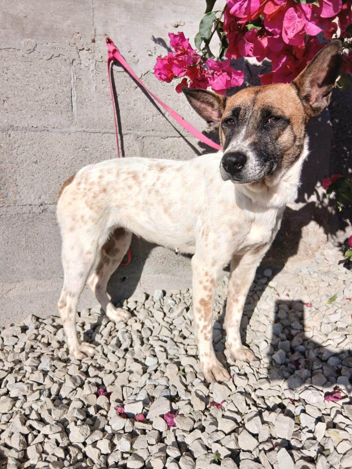 Enlarge Lea, a Adoptable mixed breed in Los Angeles, CA image 2/5