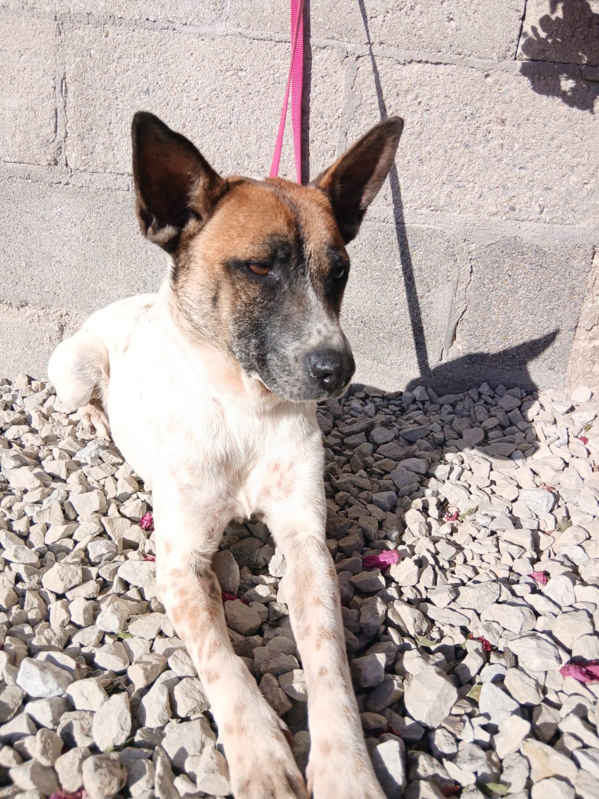 Enlarge Lea, a Adoptable mixed breed in Los Angeles, CA image 4/5